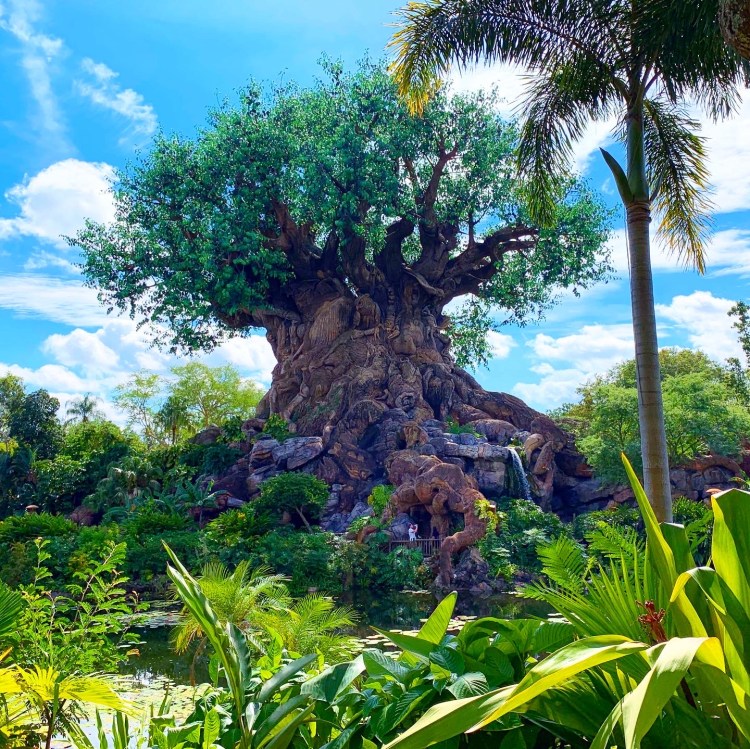 10 IMPERDIBLES EN ANIMAL&nbsp;KINGDOM